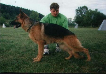 Star vom Hasenborn | German Shepherd Dog 