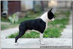 Invictus Boston Showman | Boston Terrier 