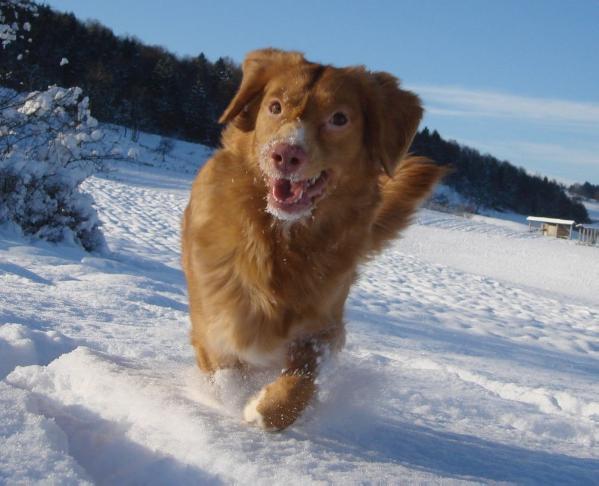 Praetorium Latobicorum's Daisy | Nova Scotia Duck Tolling Retriever 