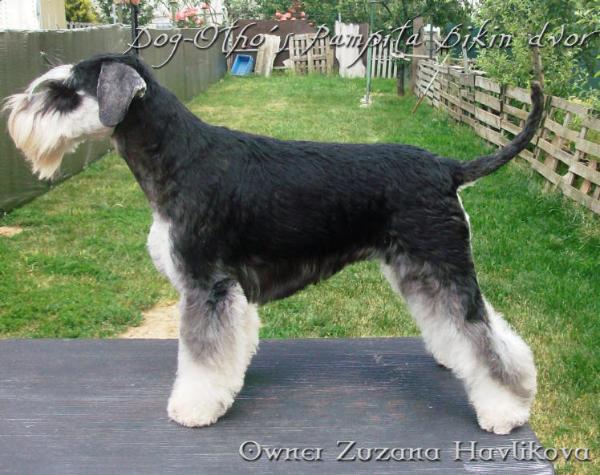 Dog-Otho`s Pampita Bikin Dvor / GT | Miniature Schnauzer 