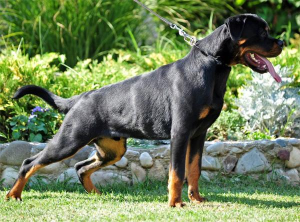 Merlin timit-Tor | Rottweiler 