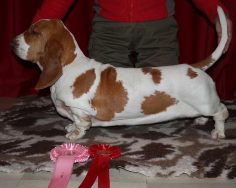 Good Mind´s Mine Sweety | Basset Hound 