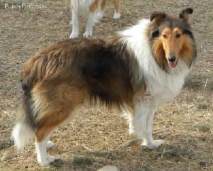 Overlands Summer Levis | Rough Collie 