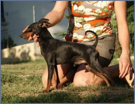 Unito vom Kosslbachtal | Miniature Pinscher 