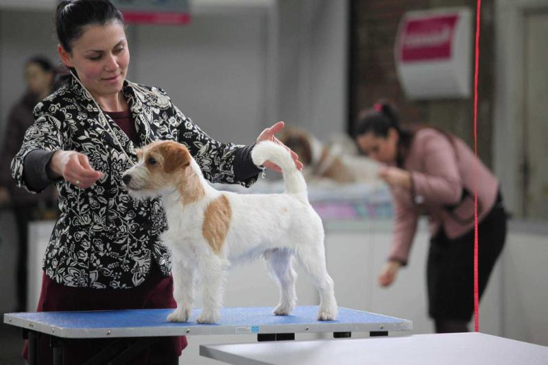 Unique Earth element of Kiskovski | Jack Russell Terrier 