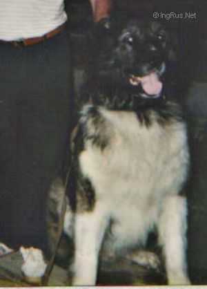 Fisht | Caucasian Mountain Dog 