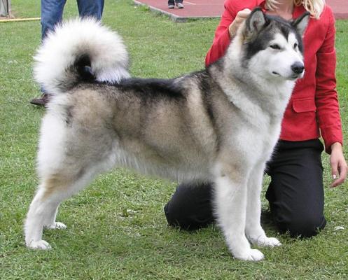 SNOW SPRING Stella Polaris | Alaskan Malamute 