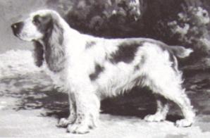 Blackmoor Barnabas (of Giralda) | English Cocker Spaniel 