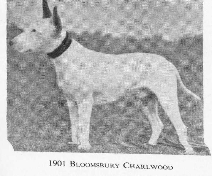 Bloomsbury Charlwood | Bull Terrier 