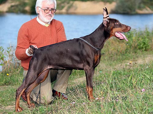 Tsentavra iz Zoosfery | Brown Doberman Pinscher