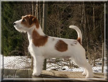 Gladfotens RaB Hunk | Jack Russell Terrier 