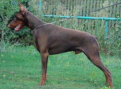 Smart Wood Hills Chashire Cat | Brown Doberman Pinscher