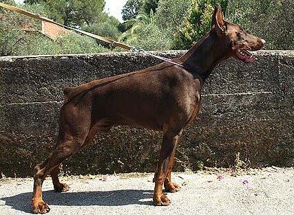 Smart Wood Hills Chivas Regal | Brown Doberman Pinscher