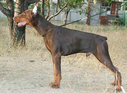Smart Wood Hills Chily Pepper | Brown Doberman Pinscher