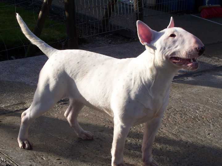 Tyebar  Twilight | Bull Terrier 