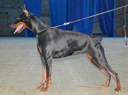 Smart Wood Hills Cherry Brandy | Black Doberman Pinscher