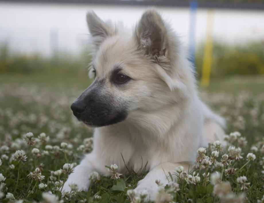 Keila aus Vinkona | Icelandic Sheepdog 