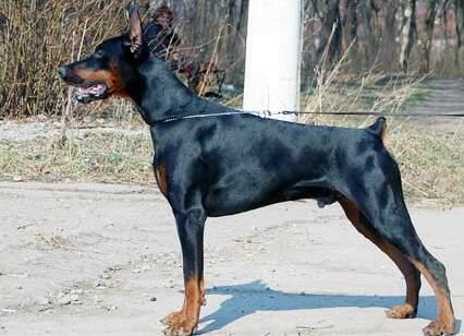 Smart Wood Hills Alvar | Black Doberman Pinscher