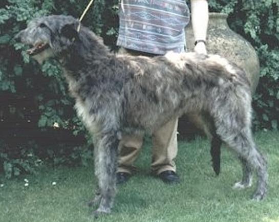 Ardkinglas Norma | Scottish Deerhound 