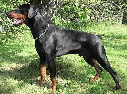 Smart Wood Hills Anteus | Black Doberman Pinscher