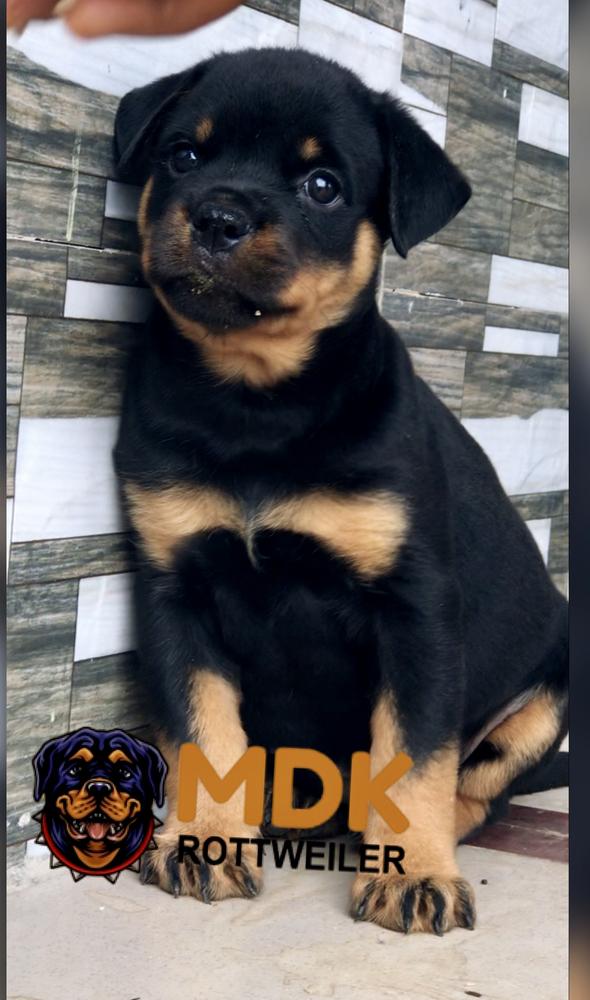 ELEKTRA VOM MDK | Rottweiler 