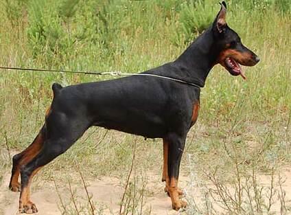 Smart Wood Hills Afina | Black Doberman Pinscher