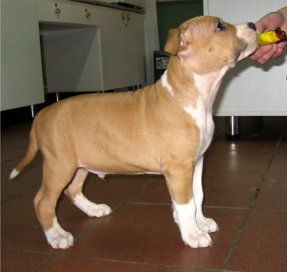 ringmaster spartacus | American Staffordshire Terrier 