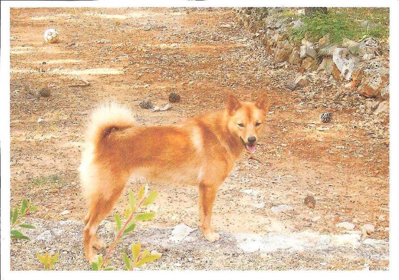 Sukunimi EILEEN | Finnish Spitz 