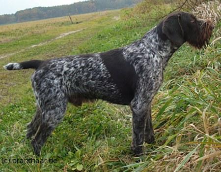 Uno vom Schinkelberg | German Wirehaired Pointer 