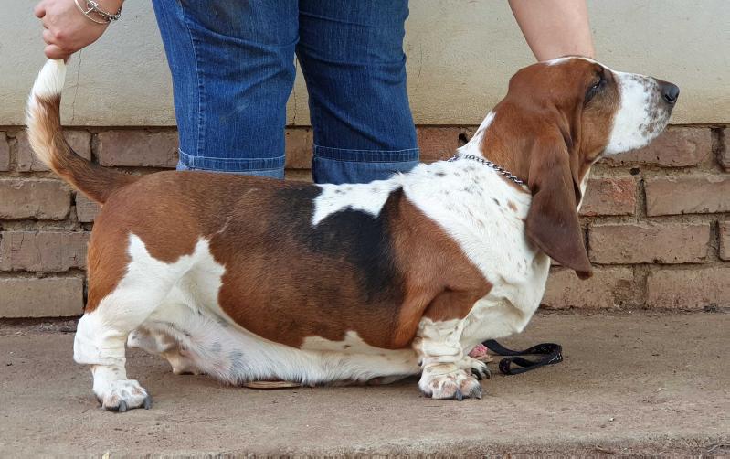 Midestino Dances w Wolves | Basset Hound 