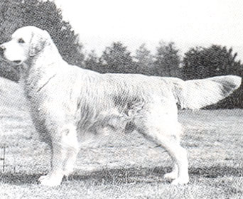 Rachenco Boomerang | Golden Retriever 