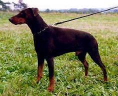 Jotunheim's Chochilaicus | Brown Doberman Pinscher