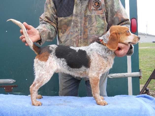 Scroghams Blue Big Sam | Beagle 