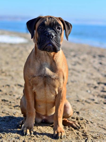 Kiara Sera Toujours Mon Amour Gold Bonus | Bullmastiff 