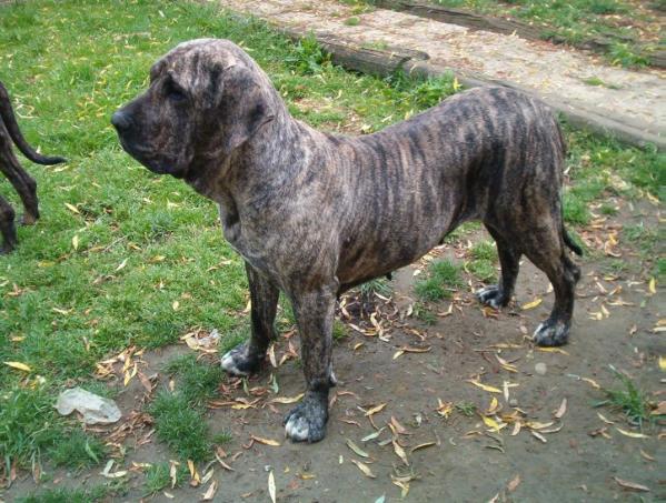 orion do rafuri | Fila Brasileiro 