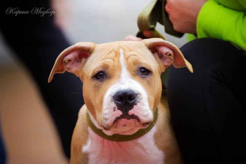 CLIO GLORI GRAND | American Staffordshire Terrier 