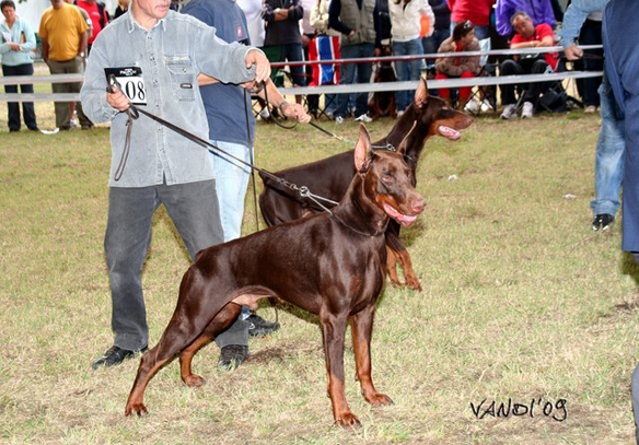 Legrant Land Chester Flox | Brown Doberman Pinscher