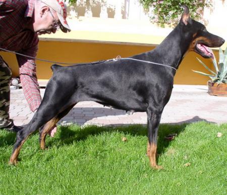 Tahi-réme Quennie | Black Doberman Pinscher