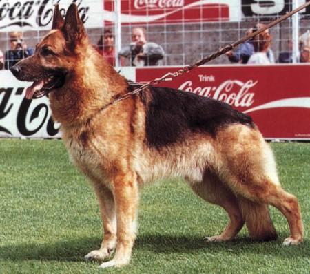 Argus von Aducht | German Shepherd Dog 