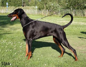 Walldobes Chania Cheyenne | Black Doberman Pinscher