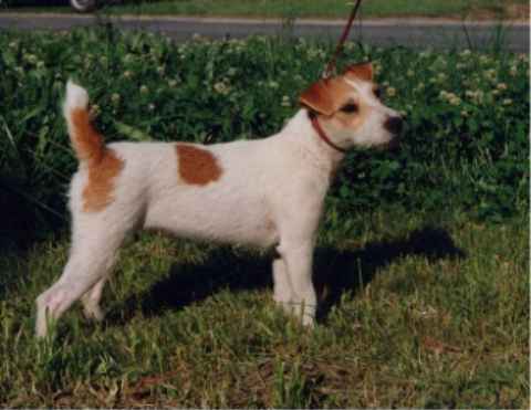 Rednock Jane Never The Last | Parson Russell Terrier 