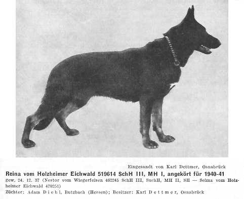 Reina vom Holzheimer Eichwald | German Shepherd Dog 