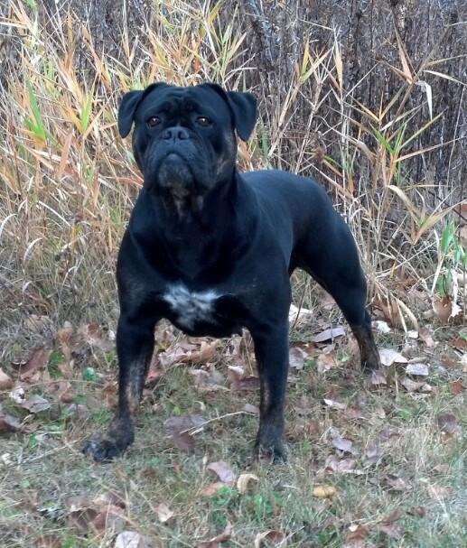 Precision Bulldogges Black Tuesday | Olde English Bulldogge 