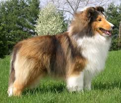 Chailea Carmylie The Heat Is On | Shetland Sheepdog 