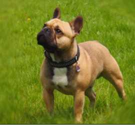 Cayman Cooper vom Drachenschloss | French Bulldog 