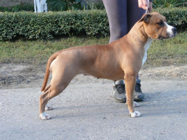Betty Majestic Lady | American Staffordshire Terrier 