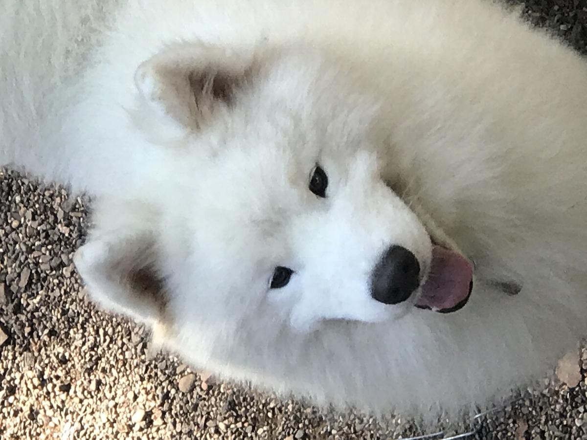 Echo’s Mango Dreamsicle | Samoyed 