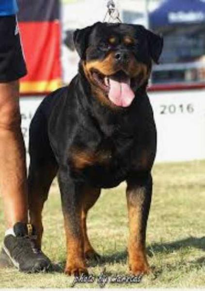 YASMIN VOM KRESSBACH | Rottweiler 