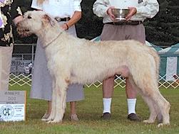 St Leger Capone | Irish Wolfhound 