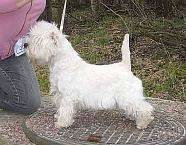 White Villan Like No Other | West Highland White Terrier 